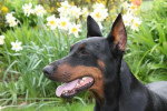 Beau portrait de Diesel femelle Dobermann de 6 ans - Dobermann (6 ans)