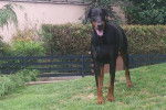 Gahia a grandi elle a maintenant presque 3 ans ! - Dobermann (3 ans)