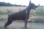 Loutchik - Dobermann Mâle (2 ans)