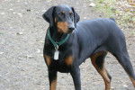 Photo Dobermann