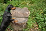Photo Dobermann