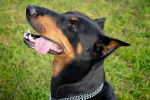 Photo Dobermann