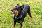Photo Dobermann