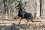 Un Dobermann qui saute dans les bois