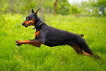 Un Dobermann avec la queue coupée qui saute dans l'herbe