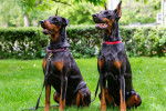 Deux Dobermann assis dans l'herbe
