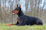 Un Dobermann allongé dans l'herbe