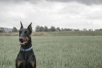 Photo Dobermann