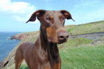 Photo Dobermann
