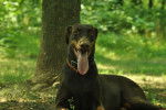 Photo Dobermann