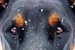 Le regard d'un Dobermann vu de face