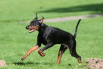 Un Dobermann court dans un jardin