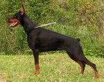 lili - Dobermann Femelle (10 mois)