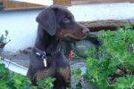 Darka - Dobermann Femelle (2 mois)