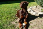 Darka - Dobermann Femelle (1 an)