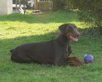 Darka - Dobermann Femelle (1 an)