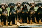 todos - Dobermann Femelle (5 mois)