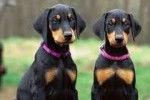 Deux  chiots Dobermann vu de face