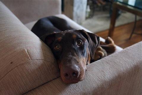 Kaïpie - Dobermann Femelle (9 mois)