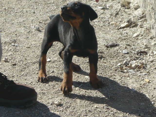 MI DOBERMAN - Dobermann Mâle (3 mois)