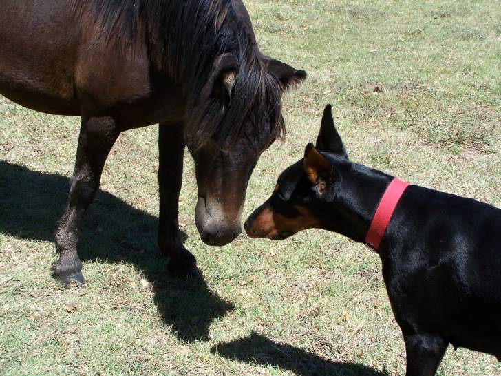 Quetta - Dobermann Femelle (6 mois)