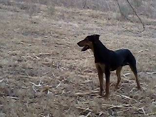 teodoro - Dobermann Mâle (7 mois)