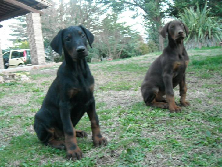 asia, raul - Dobermann Mâle (4 mois)
