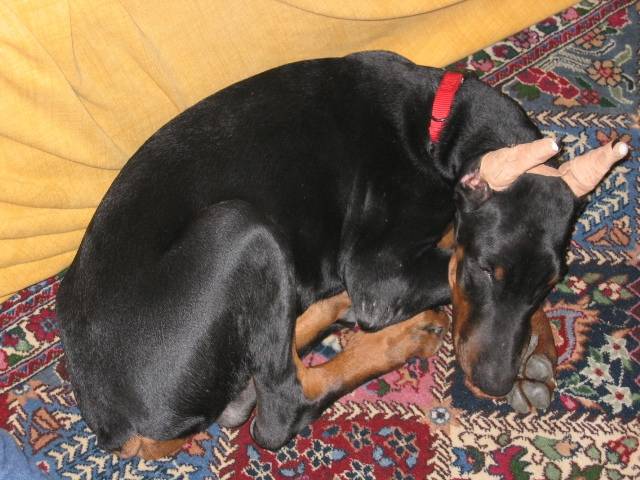 Thor - Dobermann Mâle (8 mois)