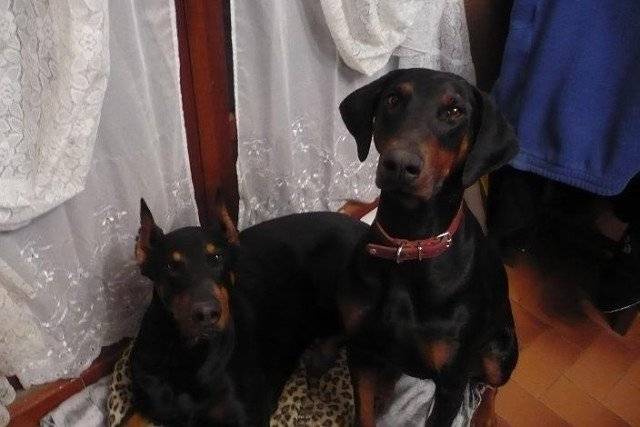 Gao - Dobermann Mâle (10 mois)
