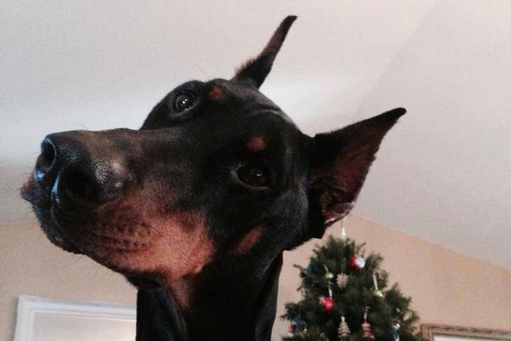 Rea - Dobermann Femelle (1 an)