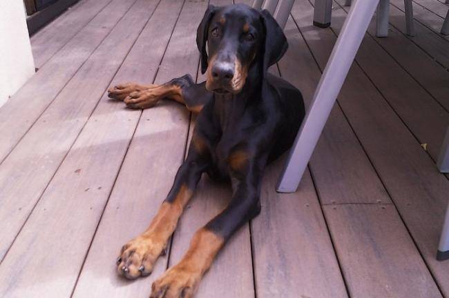 Gahia, dobermann de bientôt 4 mois - Dobermann (4 mois)