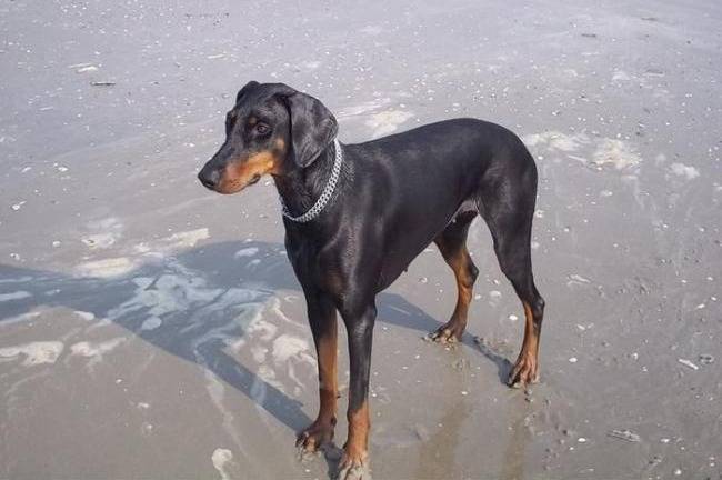 Indra à la mer - Dobermann