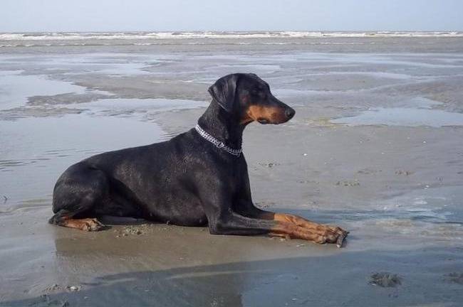 Indra - Dobermann