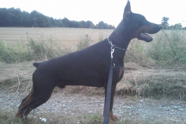 Loutchik - Dobermann Mâle (2 ans)