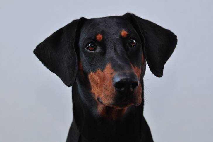 Photo Dobermann