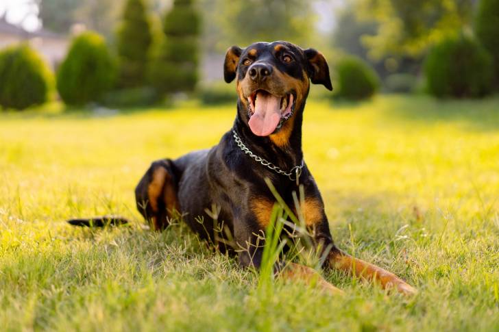 Un Dobermann avec la langue pendue, allongé dans l'herbe