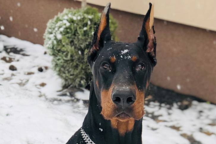 Photo Dobermann