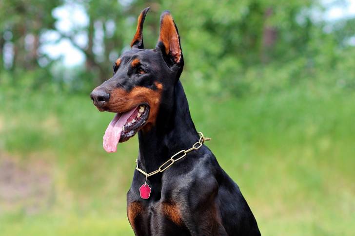 Un Dobermann assis dehors