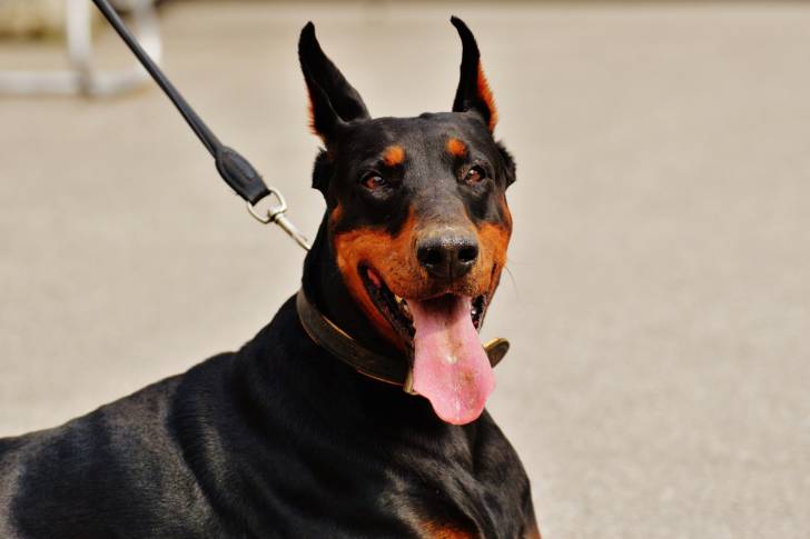 Un Dobermann tenu en laisse