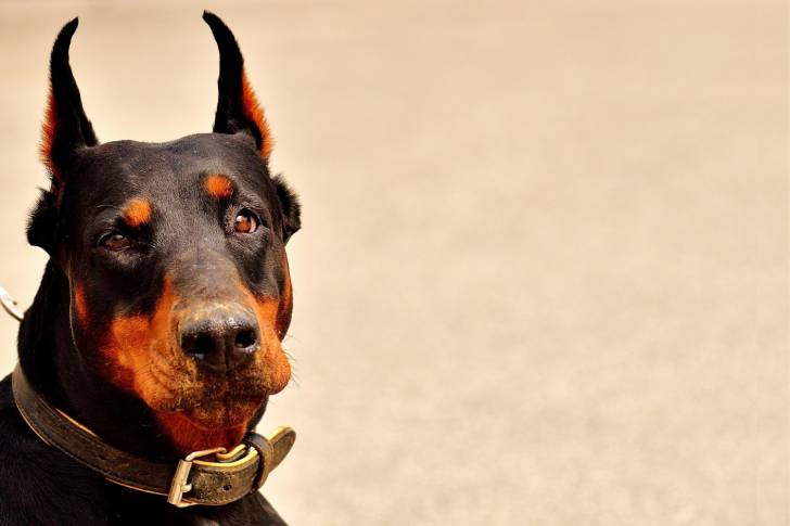 Un Dobermann avec les oreilles coupées