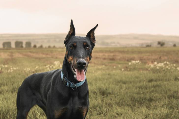 Un Dobermann avec les  oreilles taillées pendant une promenade