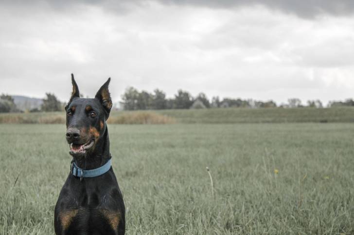 Photo Dobermann