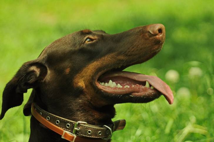 Photo Dobermann