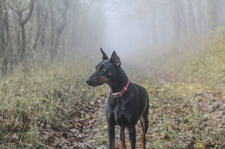 Un Dobermann en promenade sur un sentier forestier