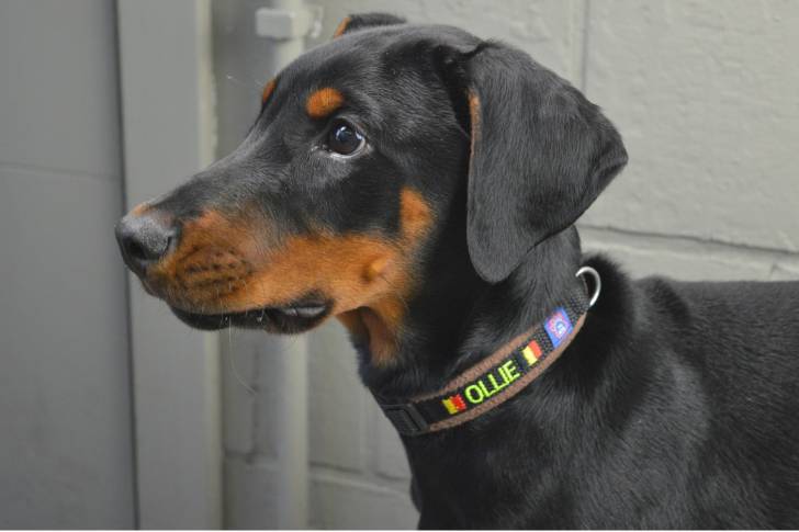 Un jeune Dobermann noir qui porte un collier