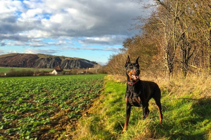 Un Dobermann qui se promène à la campagne