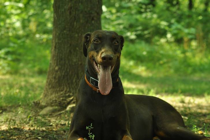 Photo Dobermann