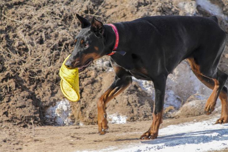 Photo Dobermann