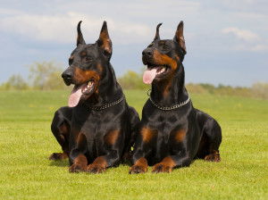 Deux Dobermanns