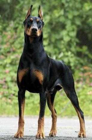 Scott - Dobermann Mâle (2 ans)